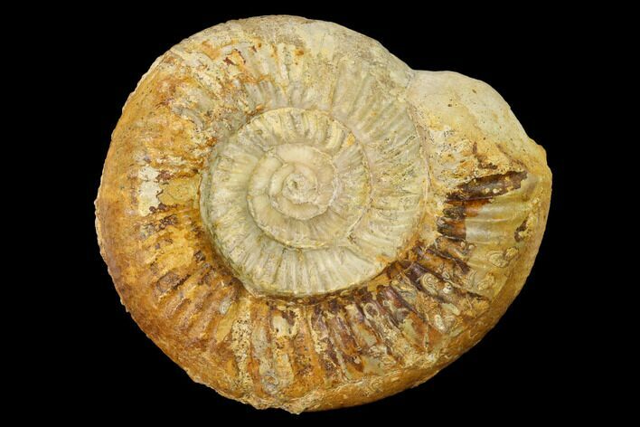 Callovian Ammonite (Perisphinctes) Fossil - France #152703